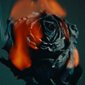 伊斯兰美女毛茸茸屄
