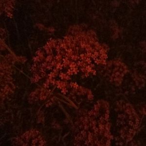 伊斯兰美女毛茸茸屄
